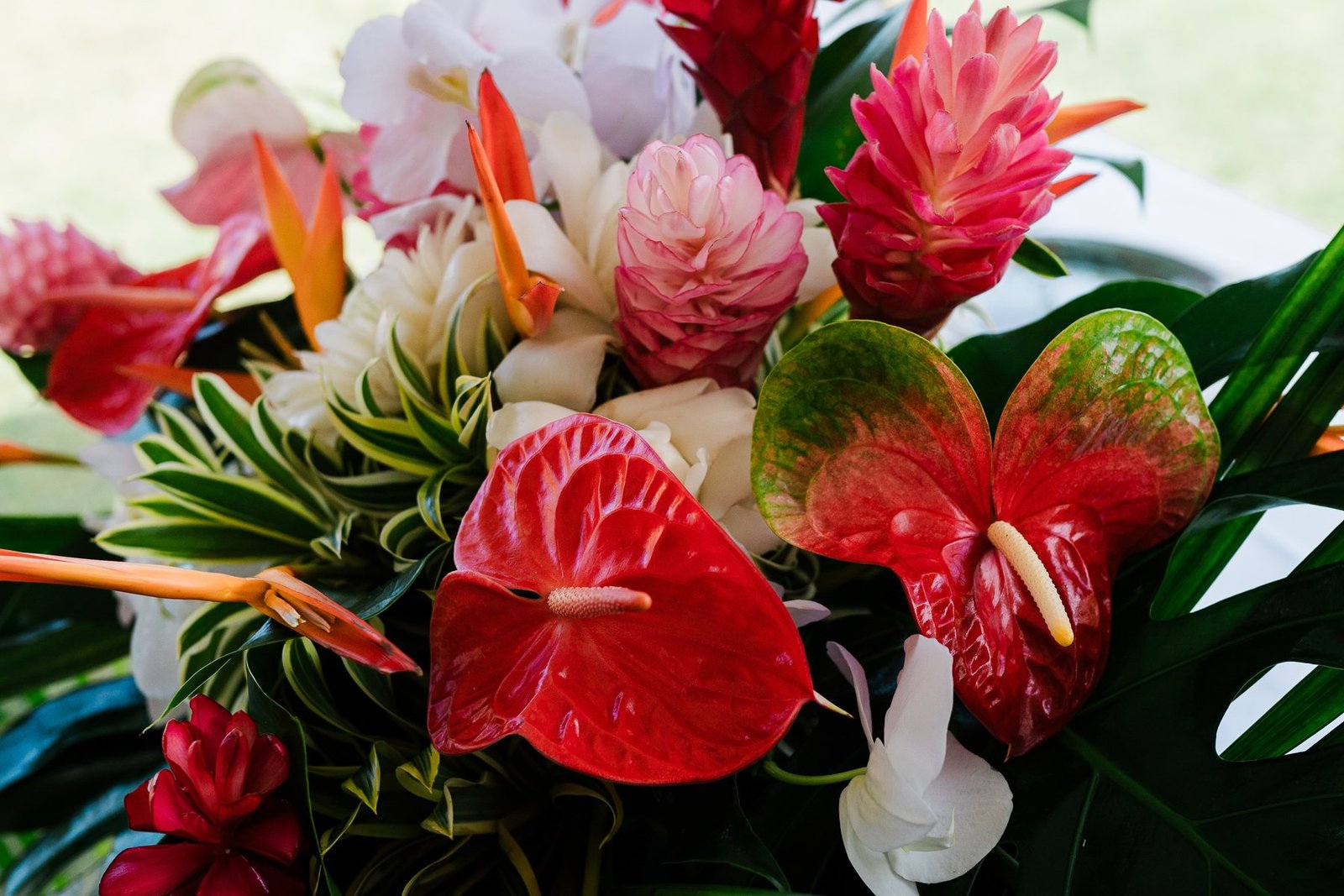 Red ginger and anthurium in close detail.
